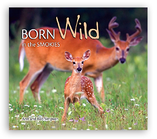 Born Wild in the Smokies align=