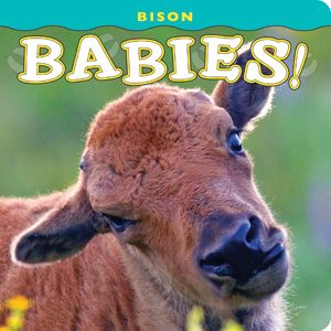 Bison Babies align=