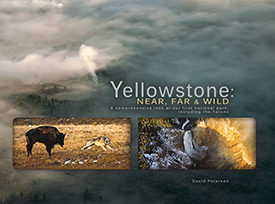 Yellowstone Near Far and Wild align=