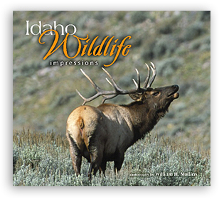 Idaho Wildlife Impressions align=