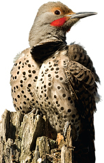 flicker.jpg