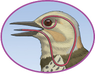 woodpecker.jpg