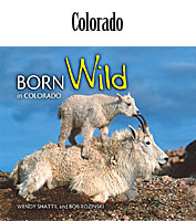 Born Wild in Colorado
