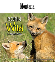 Born Wild in Montana - Yee ha!