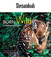 Born Wild in Shenandoah