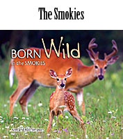 Born Wild in the Smokies