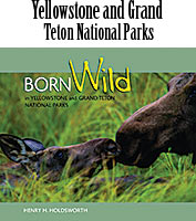 Born Wild in Yellowstone National Park and Grand Teton National Park