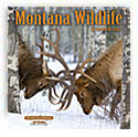 Cover of Montana Wildlife Calendar