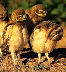 Burrowing owls by Lee Kline, Colorado Wildlife Portfolio