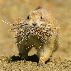 Prairie Dog by Donald M. Jones, Montana Wildlife Portfolio